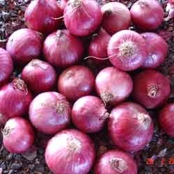 Fresh Red Indian Onions
